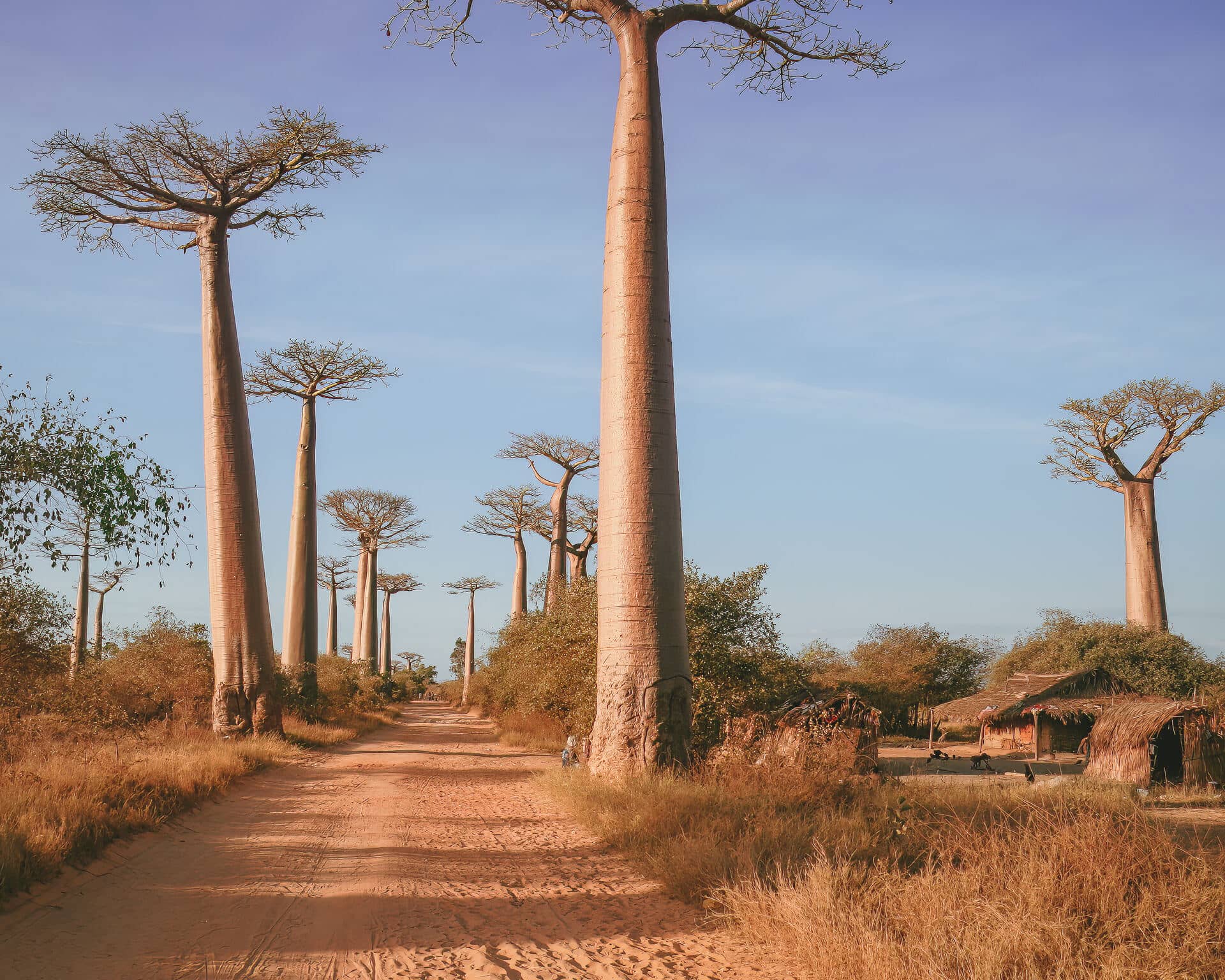 Baobab trees near Morondava, Madagascar