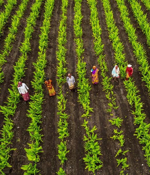 Bourbon Vanilla Powder – 100 g Grade A | Natural, Additive-Free